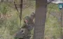 Russian invader hid in bushes and then threw his rifle at "Madyar’s Birds’" kamikaze drone. VIDEO