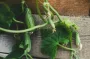 Лучшая подкормка для огурцов: всего два ингредиента и кустарники разрастутся, как сорняки