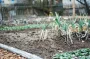Завтра последний день: вот, чем специалисты советуют поливать лук в июле, чтобы увеличить урожай несколько раз