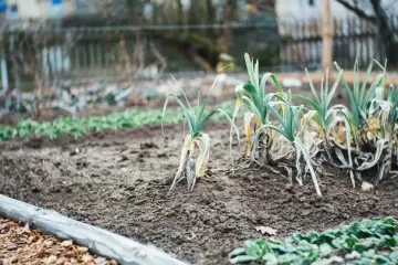 Завтра останній день: ось, чим фахівці радять поливати цибулю в липні, щоб збільшити урожай в кілька разів