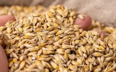 Kremlin seizes grain business in Russia through debts and repressions, - FIS
