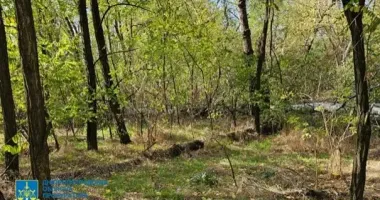 На Днепропетровщине разоблачили масштабную схему вырубки леса: убытки – 34 миллиона