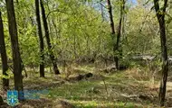 Незаконна вирубка лісу на Дніпропетровщині призвела до 34 млн збитків