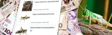 Неожиданный бизнес на саранче: продавцов могут наказать штрафами