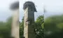 Свили гнездо: демонтаж советского памятника в Ровенской области отложили из-за аистов