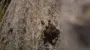 1000 молодых пауков заживо поедают матерей и пожилых родственников: их впервые засняли на видео