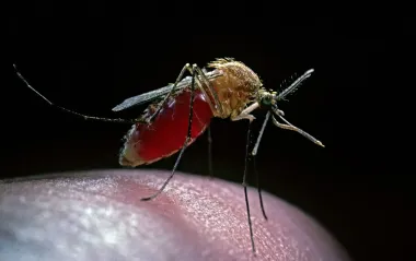 Постійно кусають комарі? Лікар розкрив шокуючі причини, чому саме ви їхня улюблена жертва