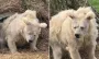 Людям нужно заново научиться впадать в спячку: ученые говорят, что это вылечит нас от болезней