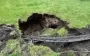 У центрі Харкова зсув ґрунту відкрив старовинні катакомби