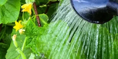 Когда поливать огурцы и как это лучше делать