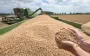 Урожай-2025 под угрозой: как жара и недостаток дождей бьют по сельскому хозяйству