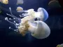 В океане найдена загадочная граница, которую медузы не пересекают