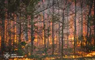 На Донеччині ліквідували масштабну лісову пожежу