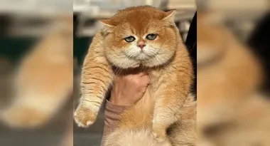 В Киеве продают котика по цене иномарки (фото)