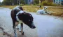В Чернобыле радиация меняет собак с рекордной скоростью: что с ними происходит