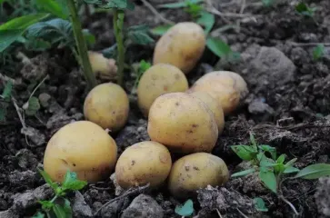 Коли в жодному разі не можна копати картоплю: бульби не долежать навіть до зими