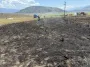 В Канаде рыба, упавшая с неба, обесточила село и вызвала пожар (фото)