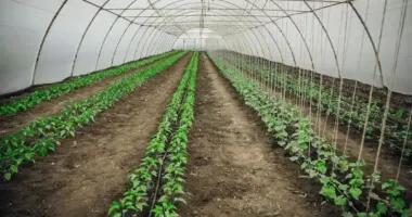 На Хмельниччині аграрії стали використовувати ШІ: яким чином