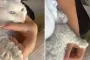 Женщина завела обычного с виду котенка: она понятия не имела, что со временем животное так изменится (фото)