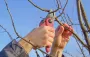 Какие деревья нужно успеть обрезать до осени и как правильно это сделать
