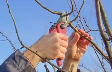 Які дерева треба встигнути обрізати до осені та як правильно це зробити