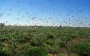 Чи можна вважати нашестя сарани карою Божою: пояснює священник