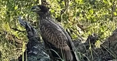 На Київщині врятували червонокнижного орлана-білохвіста