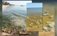 Ситуація в Азовському морі близька до екологічної катастрофи - ЦПД