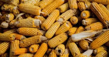 Николаевщина потеряла почти весь урожай кукурузы – почему так случилось