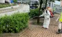 Новая эпидемия в Китае: вирус чикунгунья выявили уже у 7000 человек (фото, видео)
