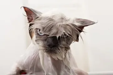 Почему коты не любят воду: ученые нашли ответ
