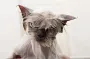 Почему коты не любят воду: ученые нашли ответ