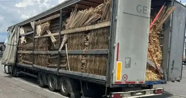 Во Львовской области разоблачили женщину, которая организовала незаконный экспорт лесоматериалов в ЕС
