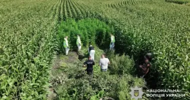 Масштабна операція "Джентельмени": поліція знищила понад 21 тисячу кущів конопель і маку