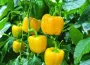 Эта подкормка сделает перец мясистым и сладким: какое удобрение лучше всего вносить в августе