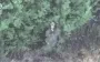 Border guards attacked enemy dugouts, equipment and personnel in Vovchansk direction. VIDEO