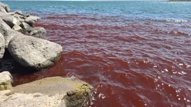 Стало кроваво-красным: Галилейское море, которое упоминается в Библии, напугало туристов (видео)