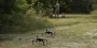 Украинская замена Mavic: почему "Шмавики" летают на фронте там, где не могут другие дроны