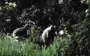 Russian logistics in Sumy region under attack by DIU warriors, enemy is howling with helplessness. VIDEO
