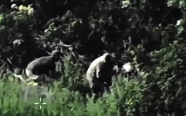 Russian logistics in Sumy region under attack by DIU warriors, enemy is howling with helplessness. VIDEO