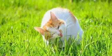 Почему коты и собаки едят траву: когда нужно волноваться