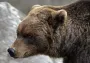Голыми руками против медведя: как мужчина спасал собаку от хищника (фото)