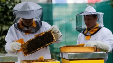 European Beekeepers Association tries to block increase in duty-free honey imports from Ukraine
