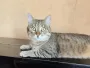 Способы, которыми ваша кошка общается с вами: что она пытается "сказать"