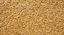 Russia plans to steal more Ukrainian grain amid agricultural crisis