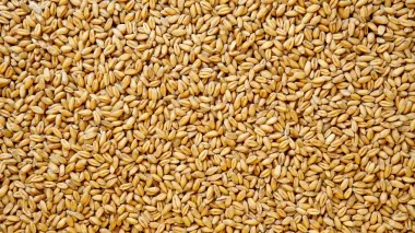 Russia plans to steal more Ukrainian grain amid agricultural crisis