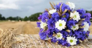Завтра в Україні буде найкомфортніша погода у Європі