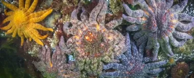 Миллиарды морских звезд по всему миру превращаются в вязкую массу: что происходит с животными