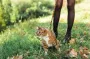 Нужно ли выгуливать кошек: эксперты дали ответ на этот вопрос