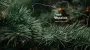 Corporatization of Forests of Ukraine provides for change of form of ownership of SOE to JSC – company